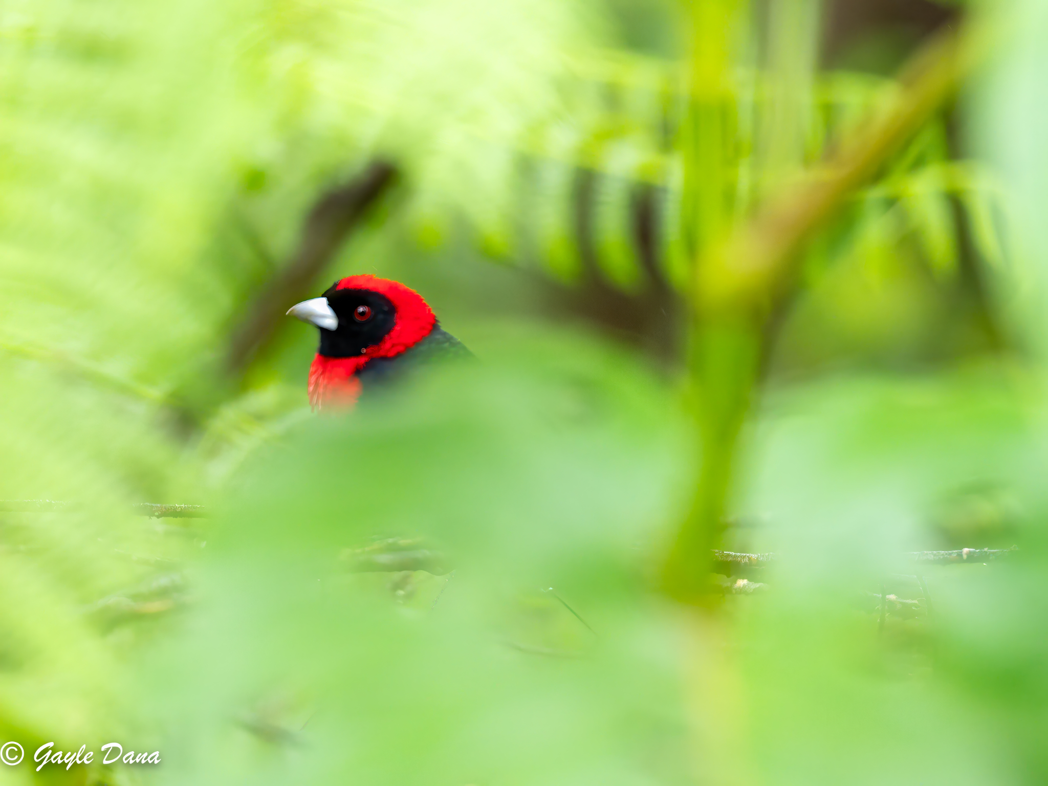 Crimson collared Tanager in foliage